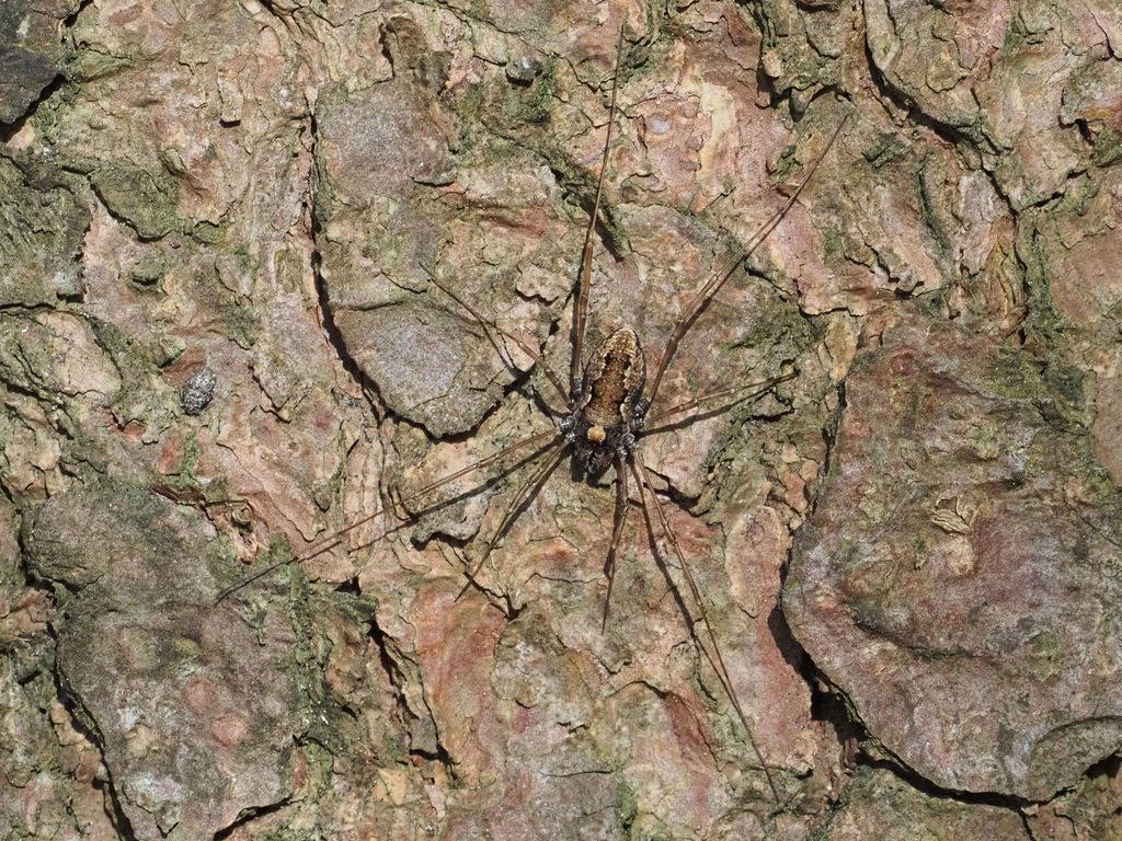Platybunus bucephalus
