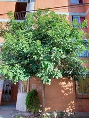 Persea americana