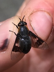 Chrysops cincticornis