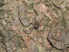 Platybunus bucephalus