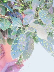 Persea americana