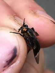 Chrysops cincticornis