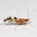 Tuberculate Oak Aphid - Photo (c) Rob Van Epps, some rights reserved (CC BY-NC), uploaded by Rob Van Epps