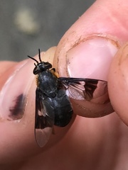 Chrysops cincticornis