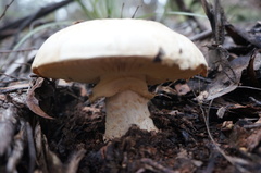 Amanita ochrophylloides