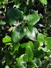 Phillyrea latifolia