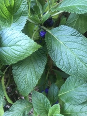 Lobelia physaloides