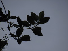 Valeriana crassifolia