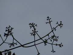 Valeriana crassifolia
