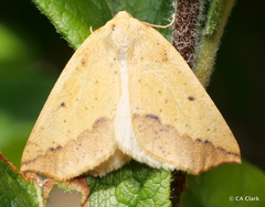 Neoterpes edwardsata