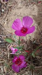 Clarkia rubicunda