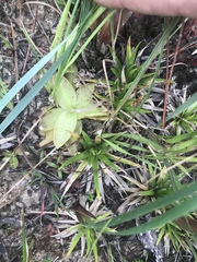 Pinguicula planifolia