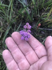 Carphephorus pseudoliatris