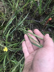 Carphephorus pseudoliatris