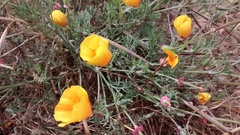 Eschscholzia californica