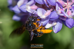 Xylocopa californica diamesa
