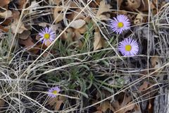 Erigeron vetensis
