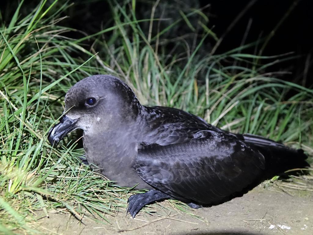 Grey-faced Petrel (Pterodroma gouldi) (Birds of the Sunshine Coast ...