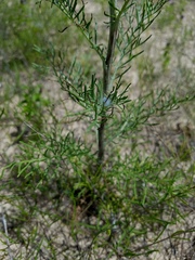 Hymenopappus carrizoanus