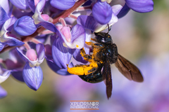 Xylocopa californica diamesa