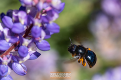 Xylocopa californica diamesa