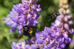 Xylocopa californica diamesa