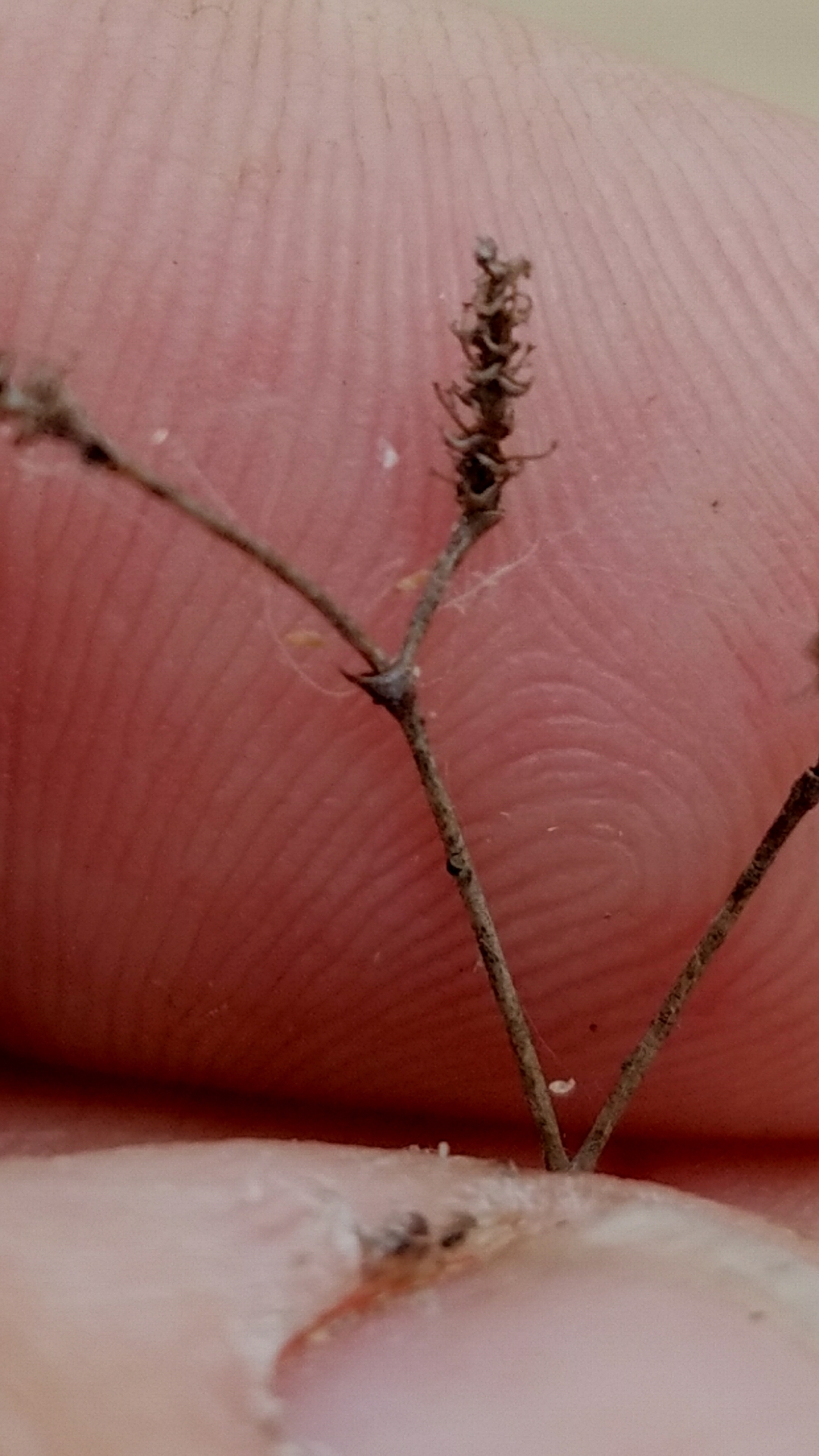 Polygonella parksii