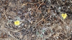 Lessingia germanorum