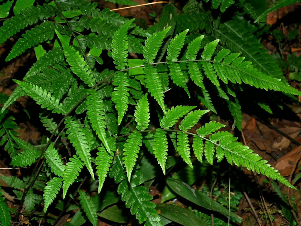 Metathelypteris adscendens