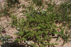 Loeflingia squarrosa