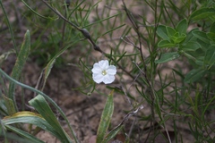 Stylisma pickeringii