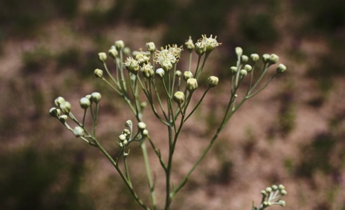 Carrizo Sands woollywhite (Hymenopappus carrizoanus)