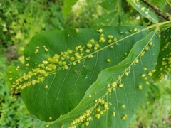 Phylloxera caryaefallax