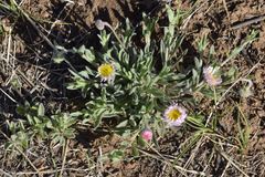 Erigeron flagellaris