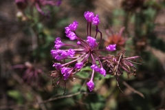 Abronia macrocarpa