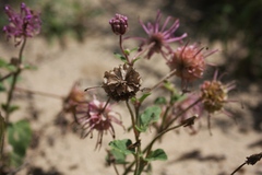 Abronia macrocarpa