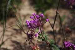 Abronia macrocarpa