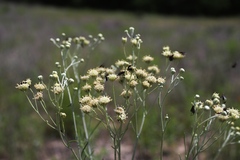 Hymenopappus carrizoanus