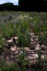 Hymenopappus carrizoanus