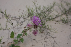 Abronia macrocarpa