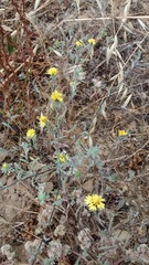 Lessingia germanorum