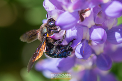 Xylocopa californica diamesa