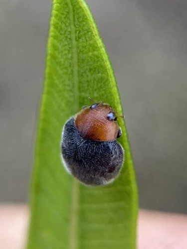 Mealybug Destroyer photo 6