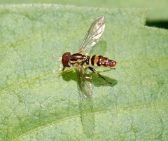 Toxomerus geminatus