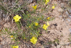 Oenothera serrulata