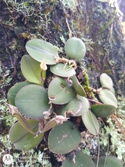 Meiracyllium trinasutum