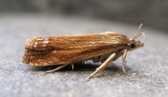 Eucosma umbrastriana