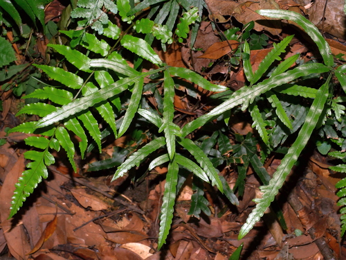 Pteris cadieri iNat (3)