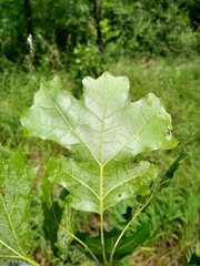 Quercus acerifolia