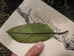 Guettarda crispiflora